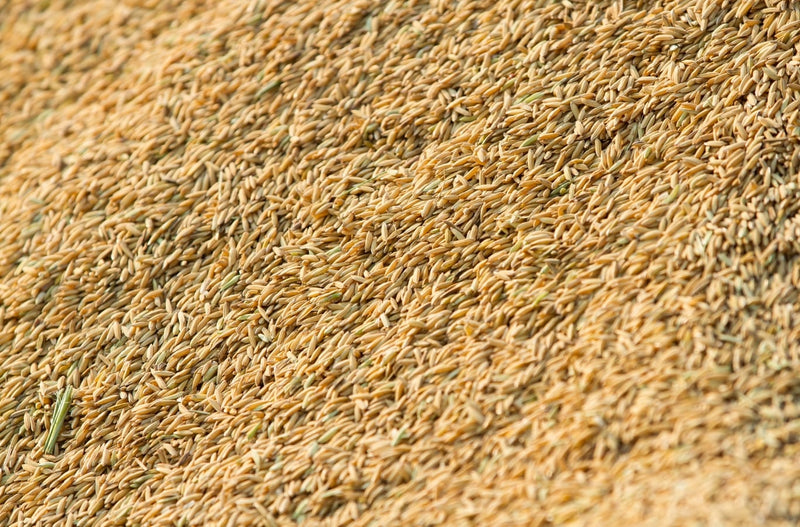 Tired Skincare? Discover How Rice Bran Revives Dull, Dry Skin