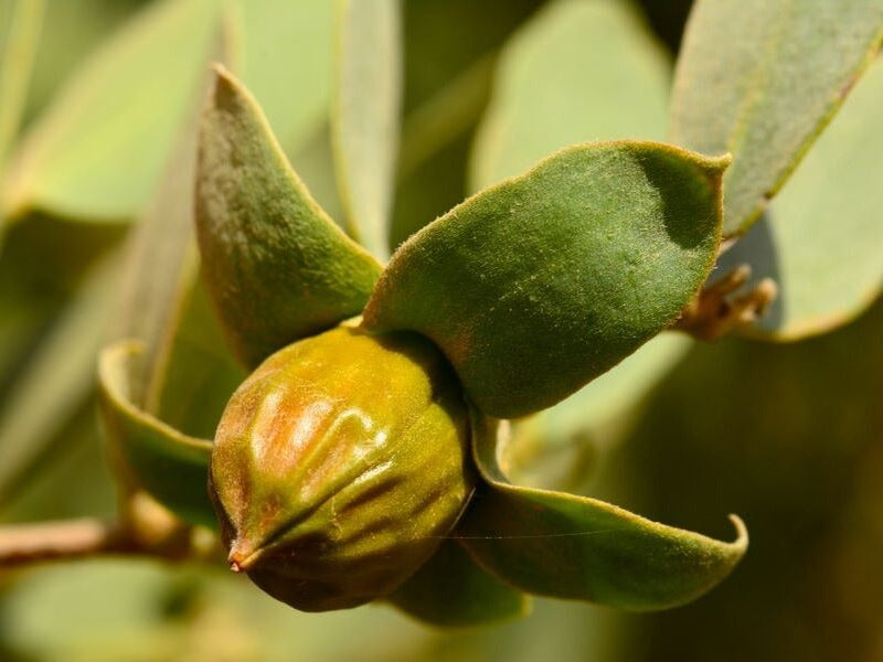 Jojoba Oil