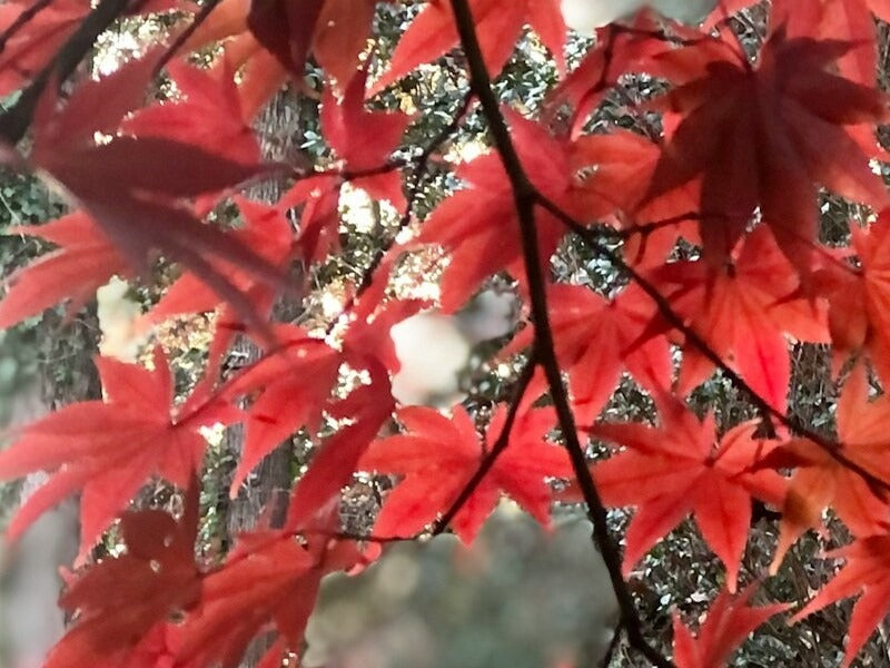 Maple Sugar Extract