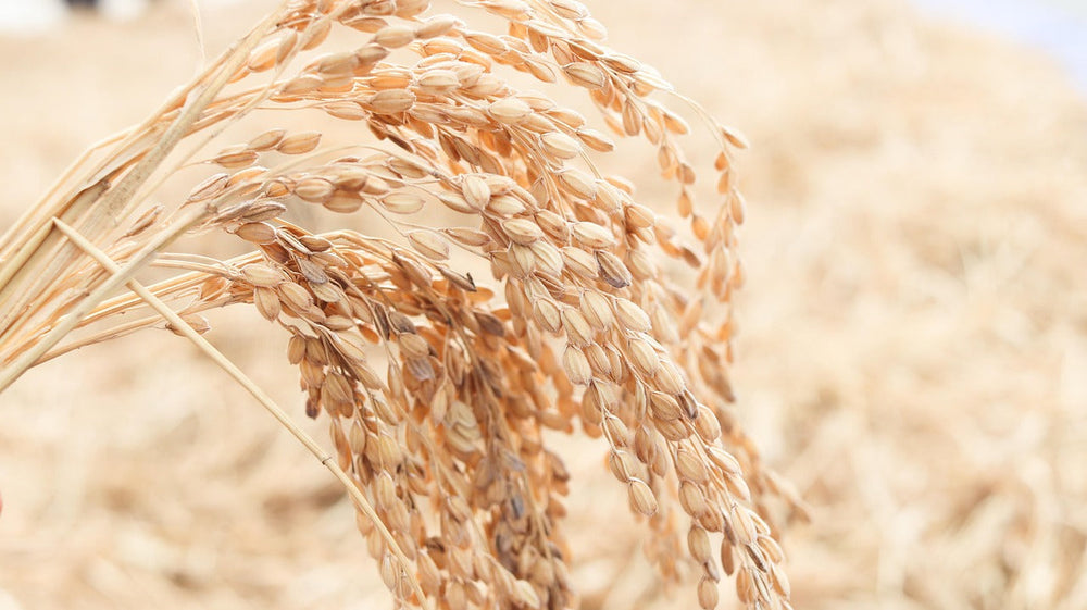 Rice Bran Seed Extract