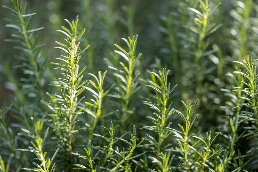 Rosemary Leaf  Extract