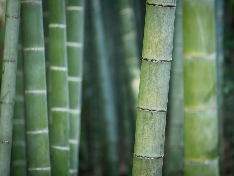 Bamboo Stem
