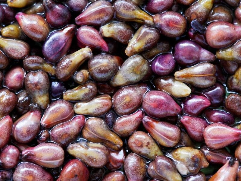 Grape Seed Oil