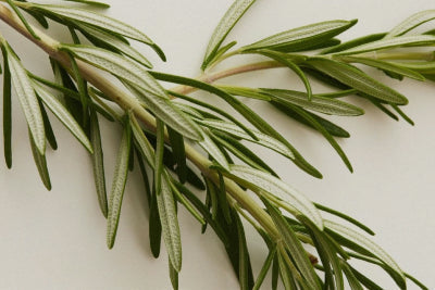 Rosemary Leaf  Extract