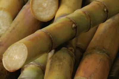 Sugarcane Extract