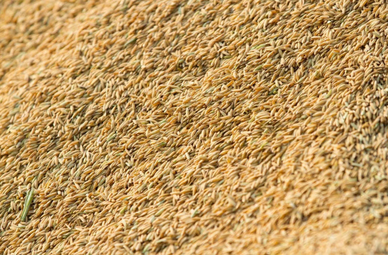 Tired Skincare? Discover How Rice Bran Revives Dull, Dry Skin