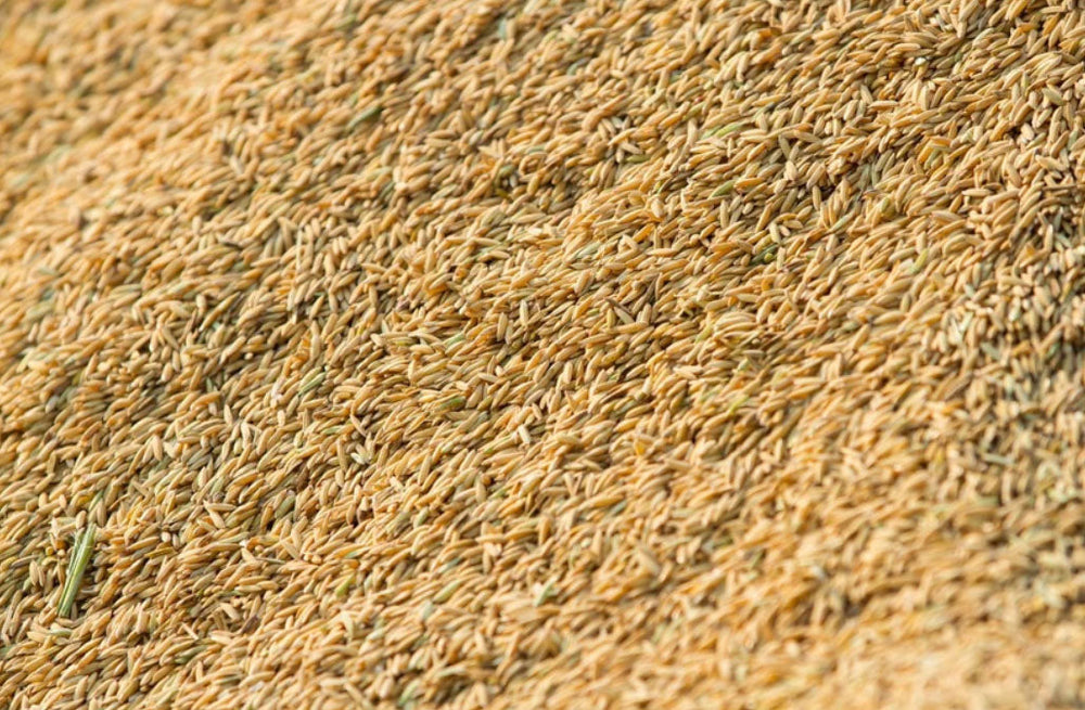 Tired Skincare? Discover How Rice Bran Revives Dull, Dry Skin