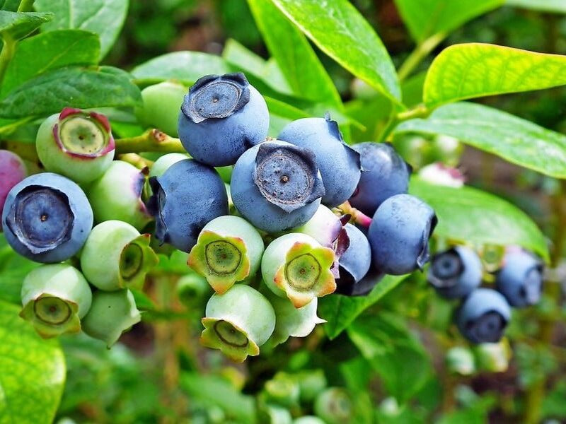 Bilberry Extract