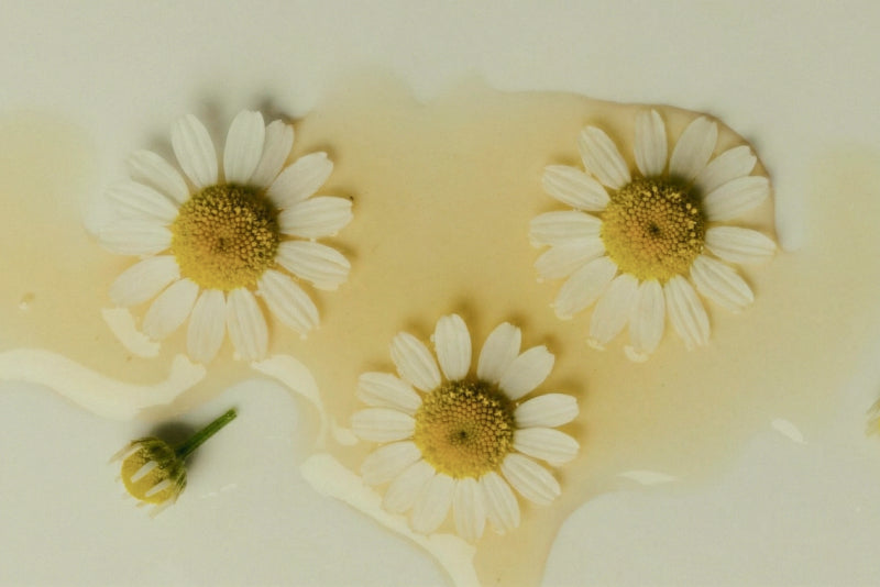 Chamomile Extract