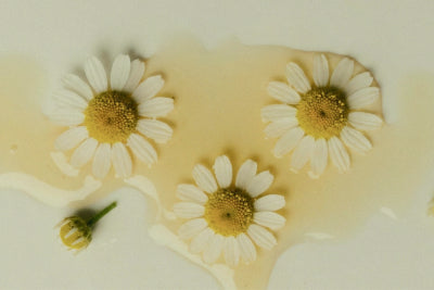 Chamomile Extract